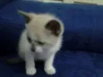 bebe