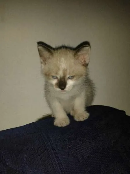 Gato ra a sem raça definida idade Abaixo de 2 meses nome bebe