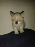 bebe