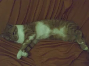 Gato raça SRD idade 2 a 6 meses nome Xuxa ( Segunda)