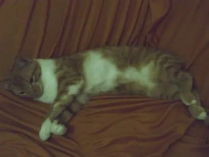 Gato raça SRD idade 2 a 6 meses nome Xuxa ( Segunda)