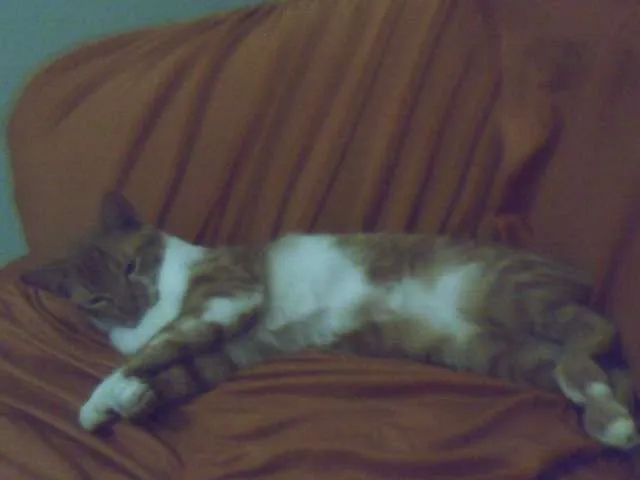 Gato raça SRD idade 2 a 6 meses nome Xuxa ( Segunda)