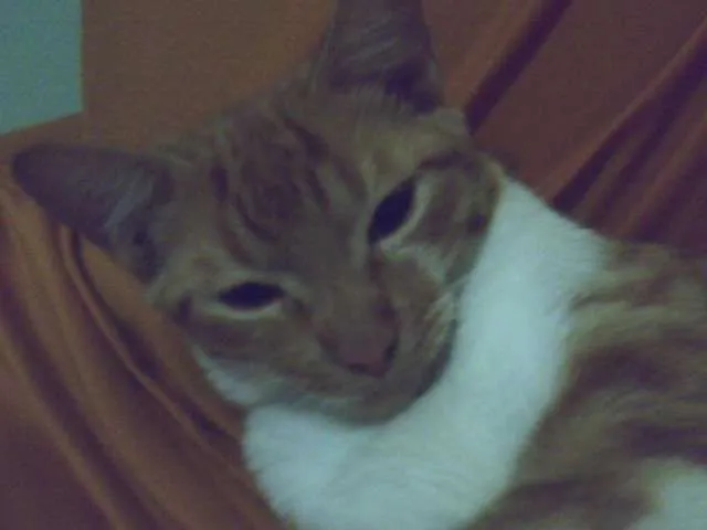 Gato raça SRD idade 2 a 6 meses nome Xuxa ( Segunda)