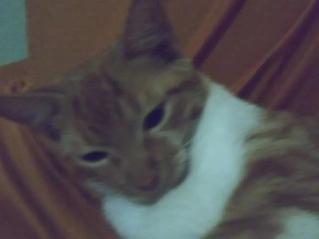 Gato raça SRD idade 2 a 6 meses nome Xuxa ( Segunda)