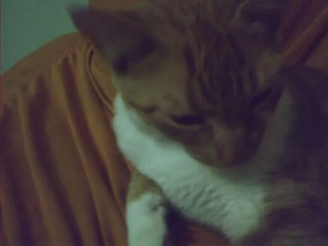 Gato raça SRD idade 2 a 6 meses nome Xuxa ( Segunda)