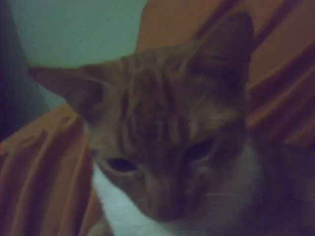 Gato raça SRD idade 2 a 6 meses nome Xuxa ( Segunda)