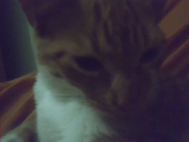 Gato raça SRD idade 2 a 6 meses nome Xuxa ( Segunda)