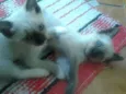 betty e lili