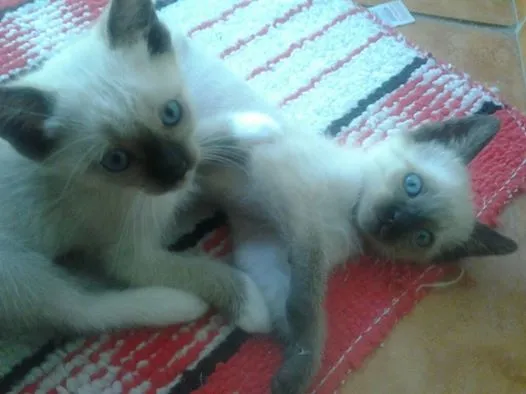 Gato ra a SRD idade 2 a 6 meses nome betty e lili