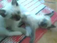 betty e lili
