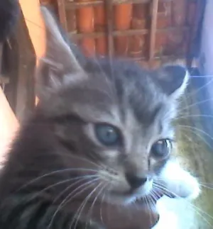 Gato raça  idade Abaixo de 2 meses nome Rachel