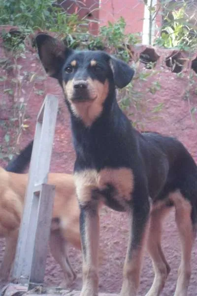 Cachorro ra a SRD idade 7 a 11 meses nome Sobrevivente