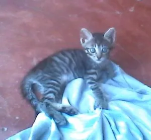 Gato raça  idade Abaixo de 2 meses nome Mônica