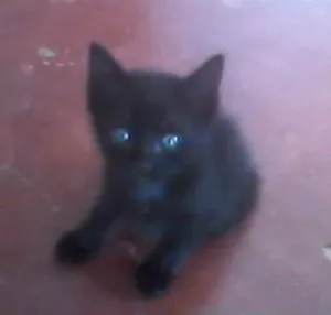 Gato raça  idade Abaixo de 2 meses nome Joey