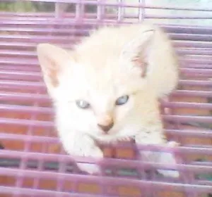 Gato raça  idade Abaixo de 2 meses nome Ross
