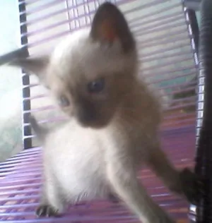 Gato raça  idade Abaixo de 2 meses nome Pheebs