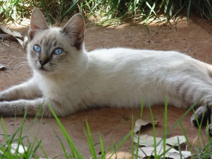 Gato ra a Siamês idade 1 ano nome Doly