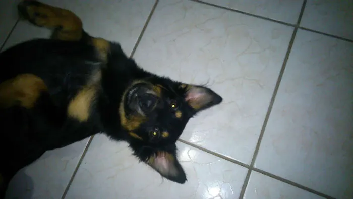 Cachorro ra a  idade 7 a 11 meses nome KELLY