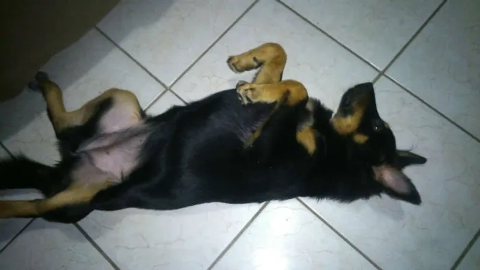 Cachorro ra a  idade 7 a 11 meses nome KELLY