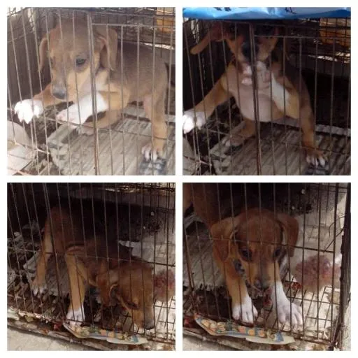 Cachorro ra a SRD idade Abaixo de 2 meses nome sem nome
