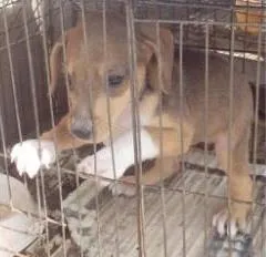 Cachorro ra a SRD idade Abaixo de 2 meses nome sem nome