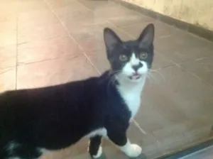 Gato raça  idade 2 a 6 meses nome sem nome