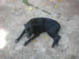 Pretinho