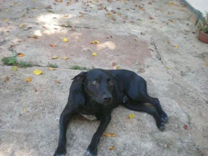 Cachorro ra a SRD idade  nome Pretinho