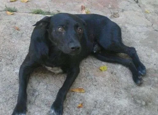 Cachorro ra a SRD idade  nome Pretinho