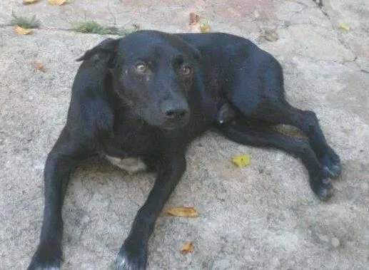 Cachorro ra a SRD idade  nome Pretinho