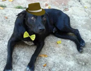 Cachorro raça SRD idade  nome Pretinho