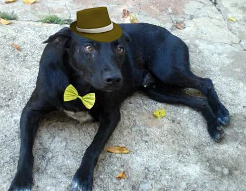 Cachorro ra a SRD idade  nome Pretinho