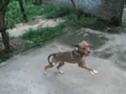 Juju