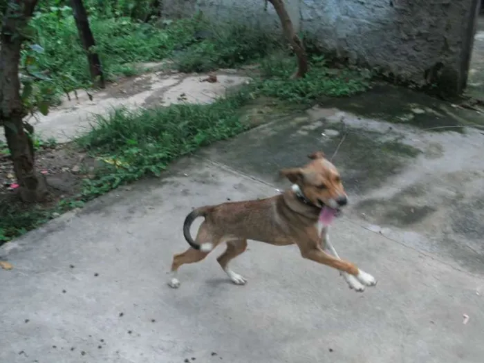 Cachorro raça viralata  idade 3 anos nome Juju