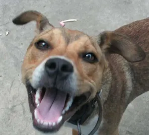 Cachorro raça viralata  idade 3 anos nome Juju