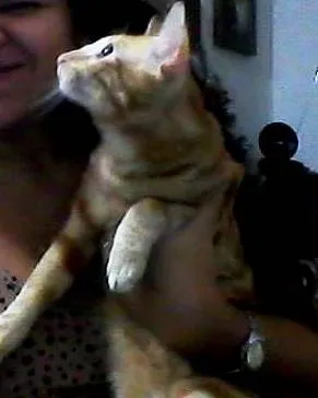 Gato raça não definida idade 1 ano nome Joazinho e Mariazinha