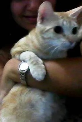 Gato raça  idade 1 ano nome Joazinho e Mariazinha