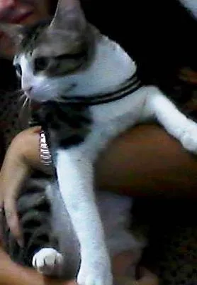 Gato raça SRD idade 7 a 11 meses nome Godofredo