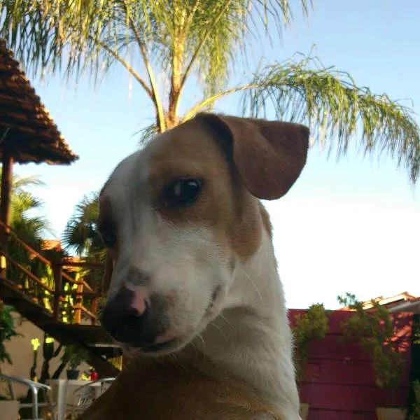 Cachorro ra a SRD idade 7 a 11 meses nome Coragem