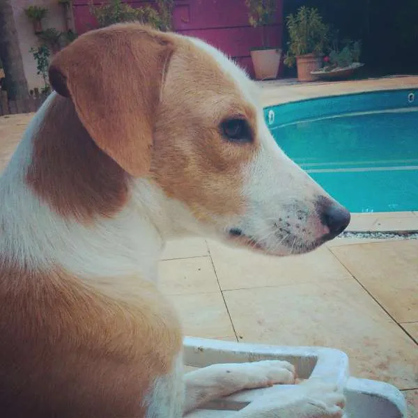 Cachorro ra a SRD idade 7 a 11 meses nome Coragem