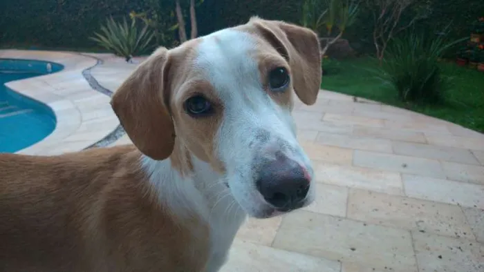 Cachorro ra a SRD idade 7 a 11 meses nome Coragem