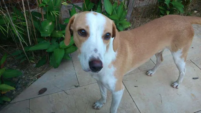 Cachorro ra a SRD idade 7 a 11 meses nome Coragem