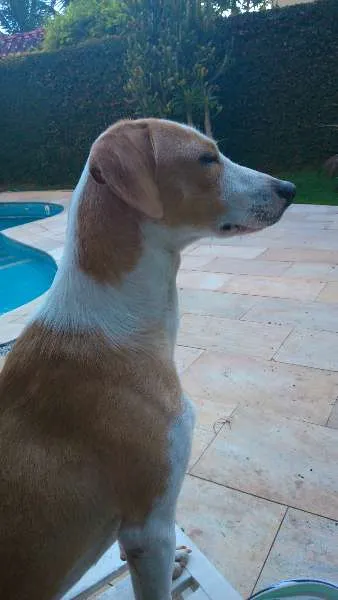 Cachorro ra a SRD idade 7 a 11 meses nome Coragem