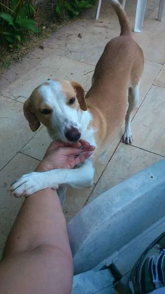 Cachorro ra a SRD idade 7 a 11 meses nome Coragem