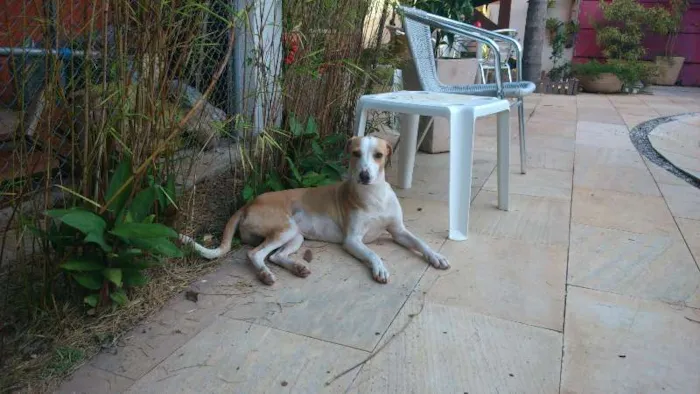 Cachorro ra a SRD idade 7 a 11 meses nome Coragem