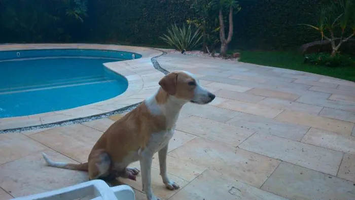 Cachorro ra a SRD idade 7 a 11 meses nome Coragem