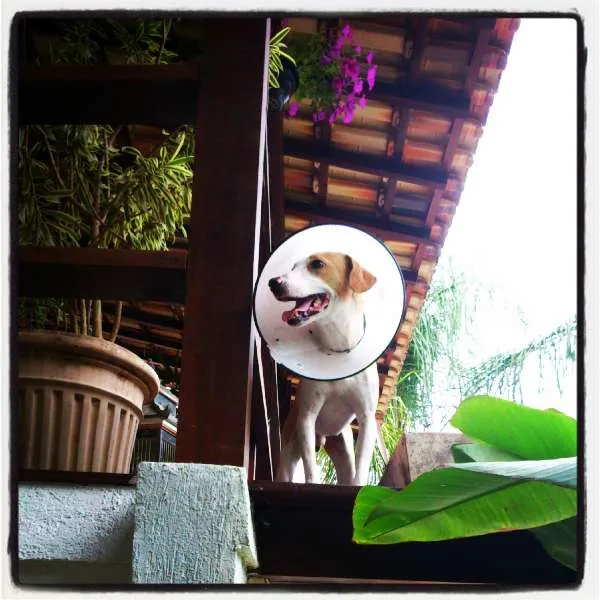Cachorro ra a SRD idade 7 a 11 meses nome Coragem