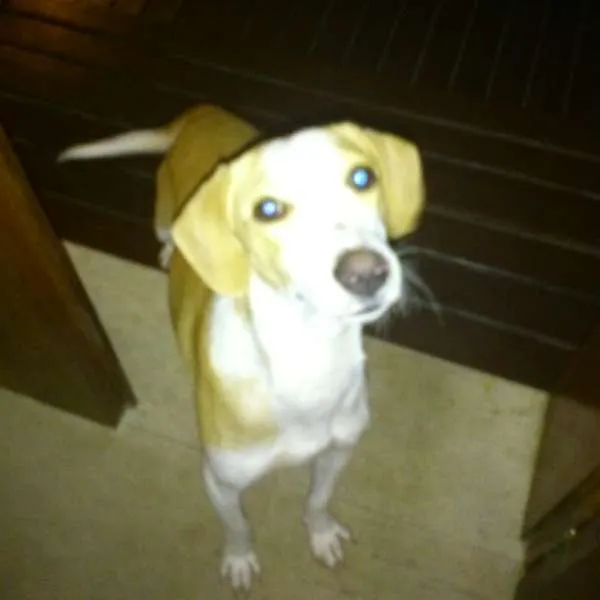Cachorro ra a SRD idade 7 a 11 meses nome Coragem