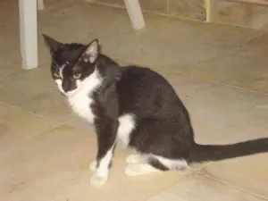 Gato raça vira-lata idade 7 a 11 meses nome Docinho