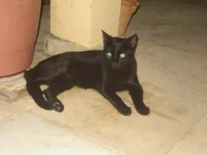 Gato raça vira-lata idade 1 ano nome Neguinha